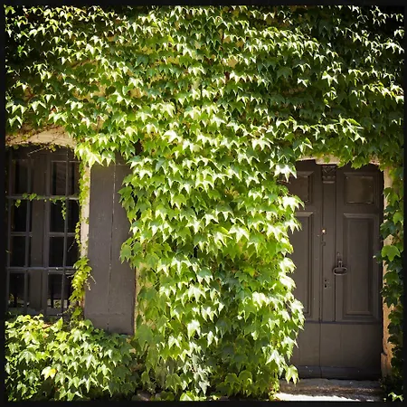 Bnb Vigne Vierge