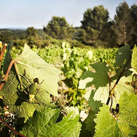 Bed & Breakfast Bnb Vigne Vierge *
